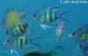 121-2173-copy